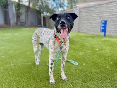 A165392 Afton is Available for Adoption!