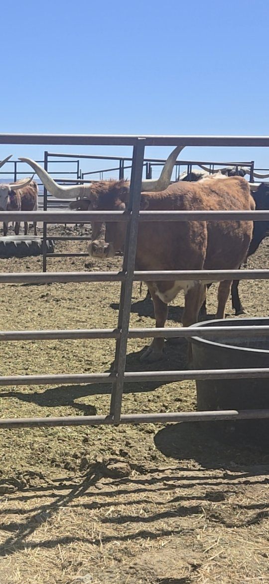 longhorn/corrienti cross cows
