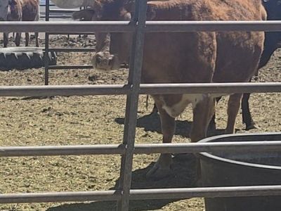 longhorn/corrienti cross cows