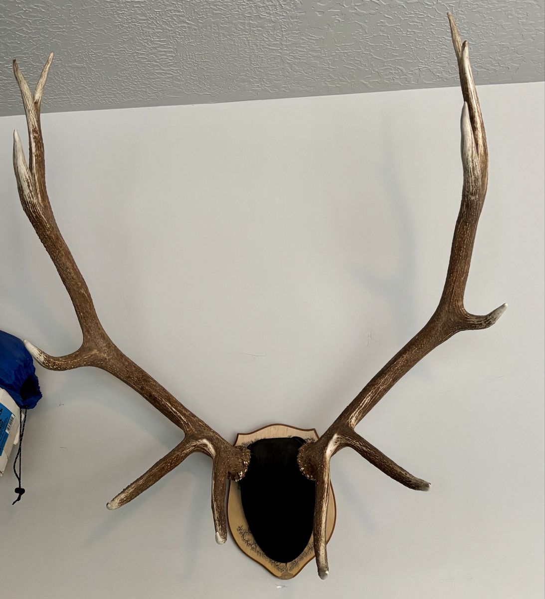 Large Elk Antlers on Wood Mount