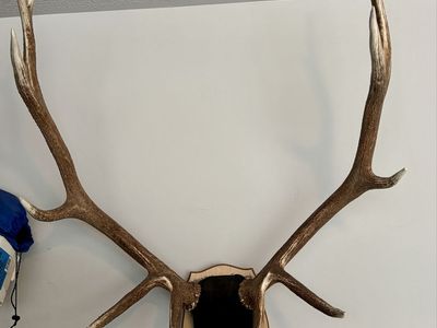 Large Elk Antlers on Wood Mount