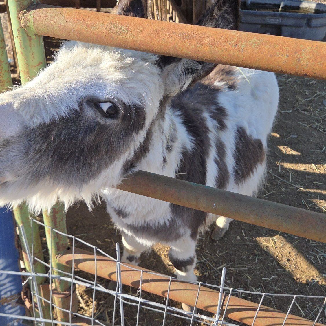 mini donkey for sale