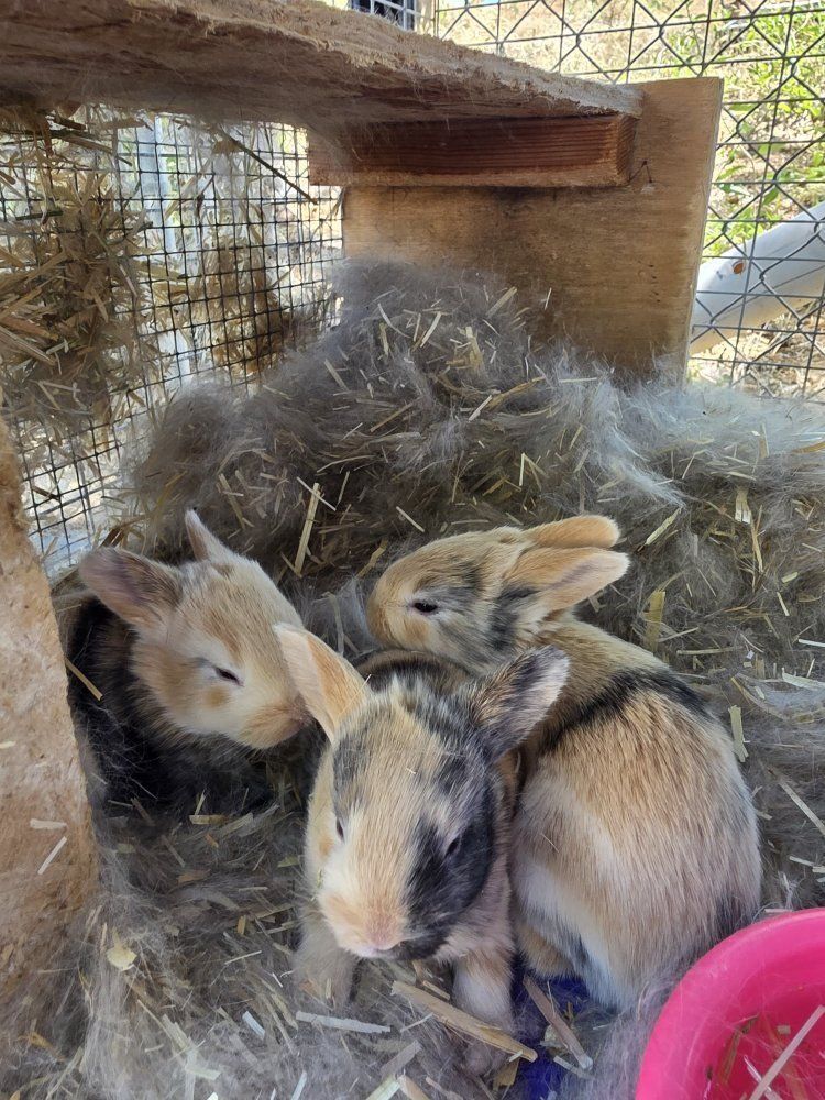 Harlequin Rabbit Kits