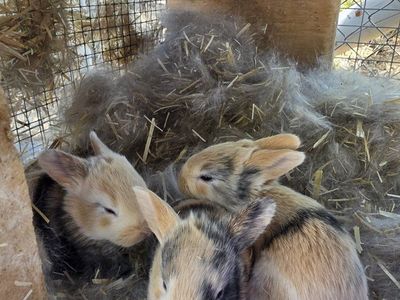 Harlequin Rabbit Kits