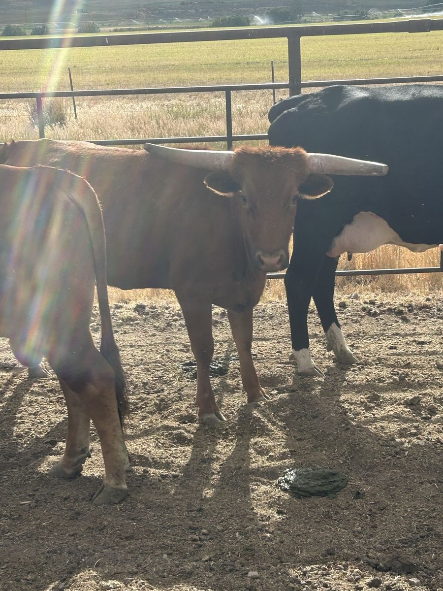 Rope steers