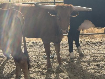 Rope steers