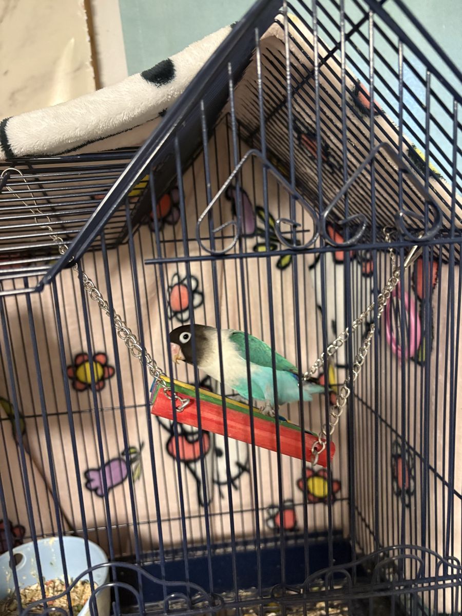 Blue black masked lovebird