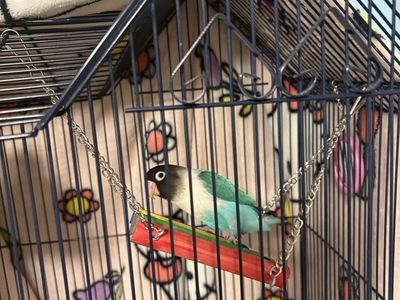 Blue black masked lovebird