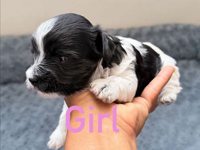 Parti Yorkie Female