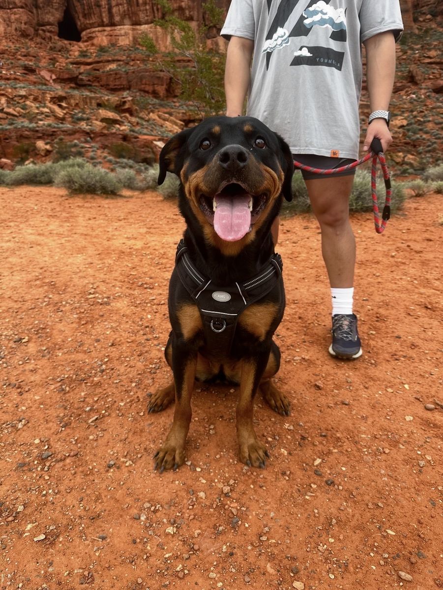 4 year old Rottweiler