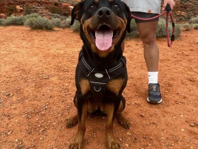 4 year old Rottweiler
