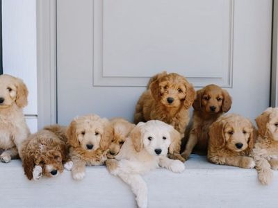 Golden Mountain Doodle Puppies