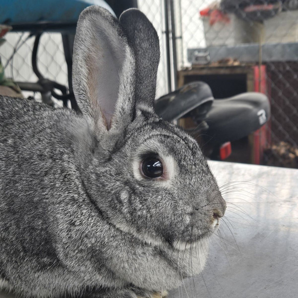 ISO large Chinchilla Rabbit