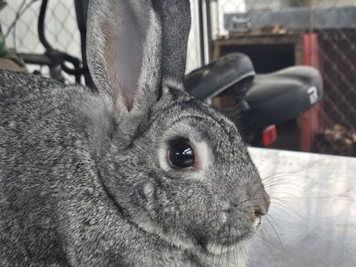 ISO large Chinchilla Rabbit