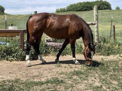 13 year old mare for sale
