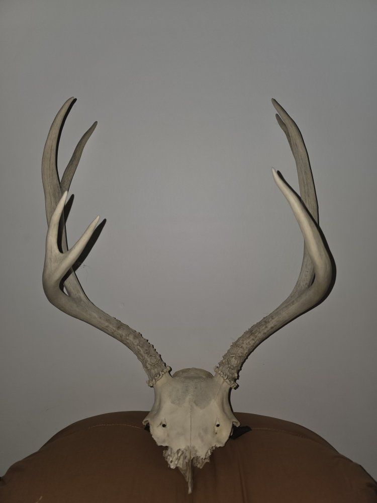 European deer skull