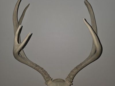 European deer skull