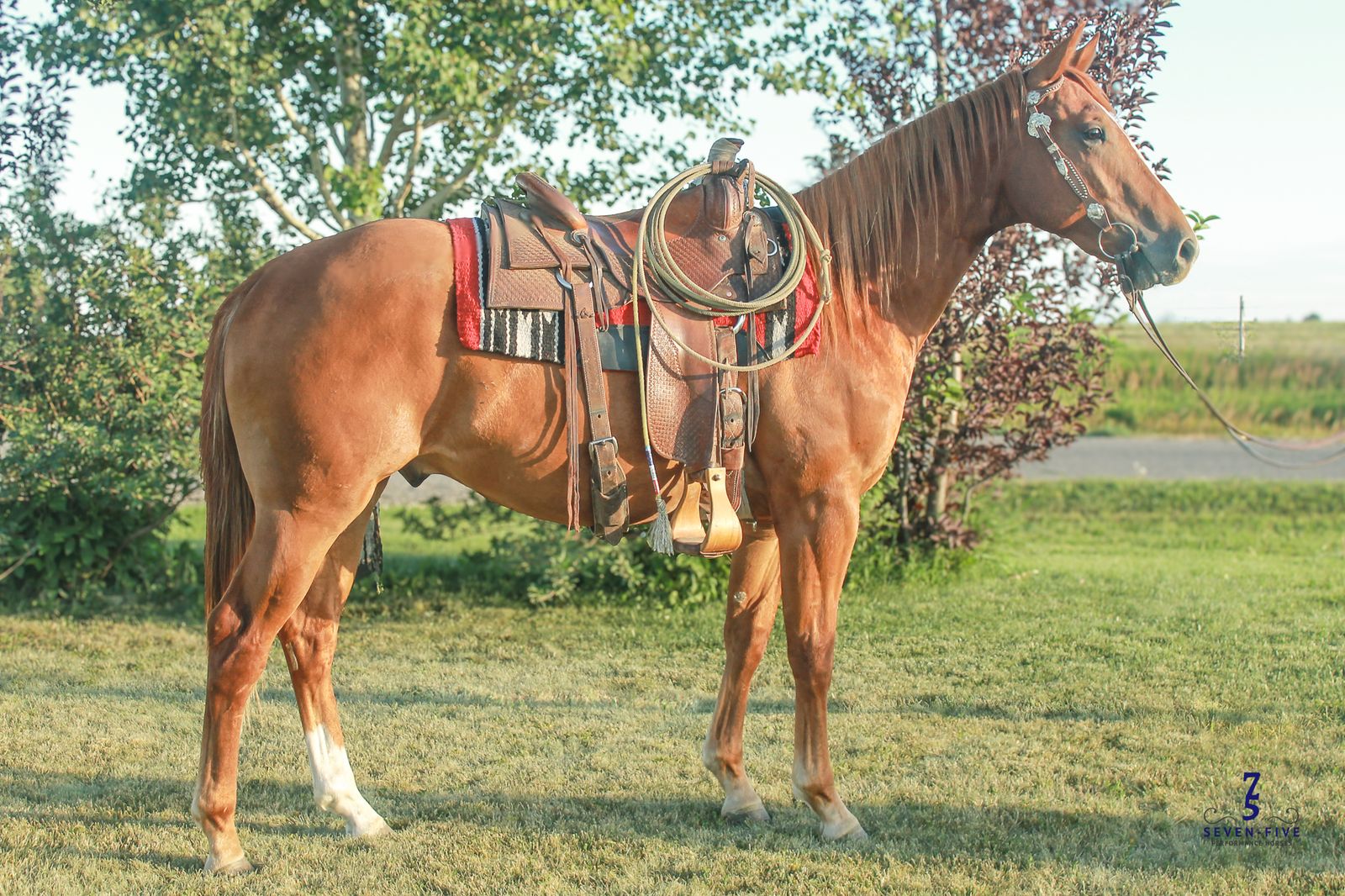 "Toledo" 2yr old Registered Gelding