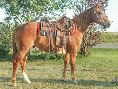 "Toledo" 2yr old Registered Gelding