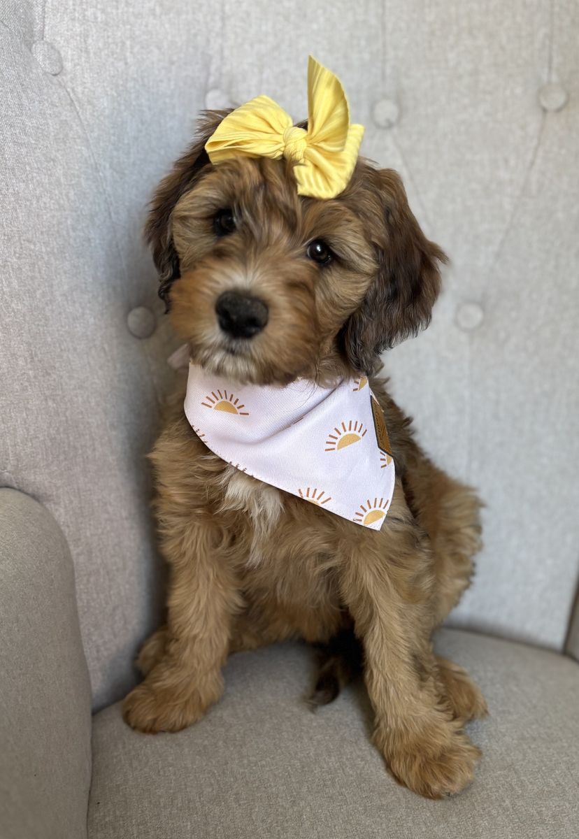 Bernedoodle puppies ONLY 4 left READY NOW!