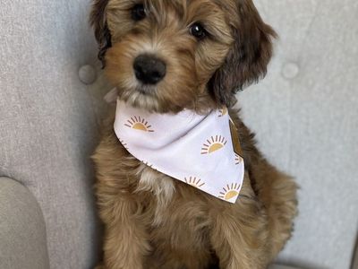 Bernedoodle puppies ONLY 4 left READY NOW!