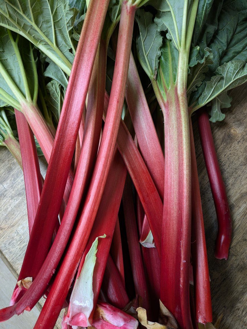 Fresh cut rhubarb