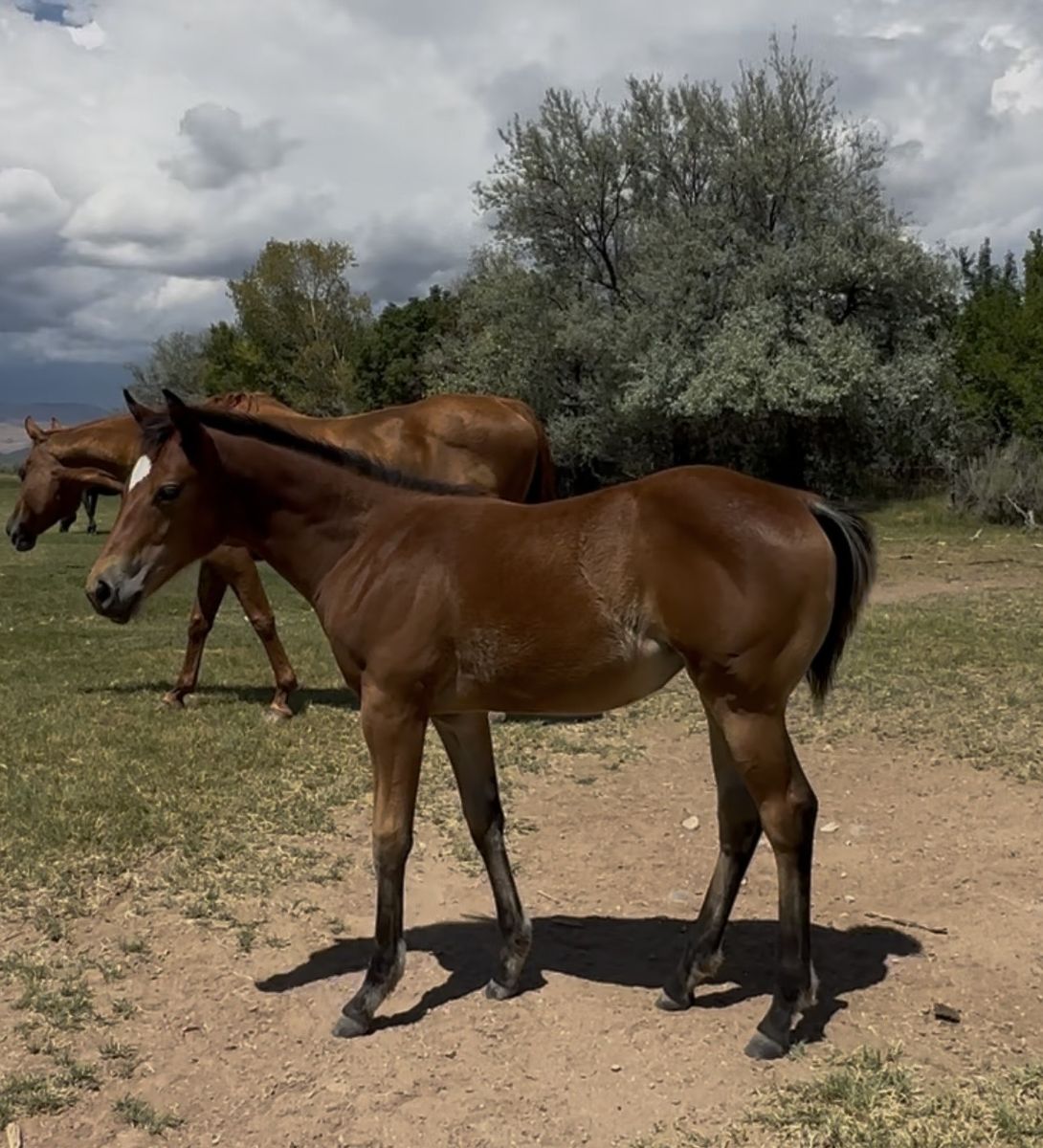 Performance bred AQHA filly