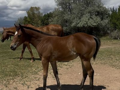 Performance bred AQHA filly