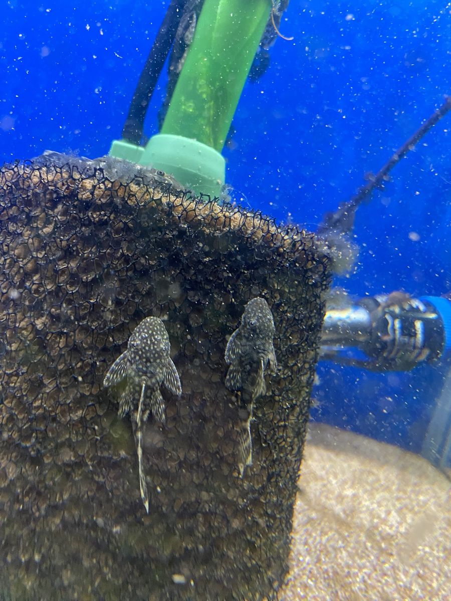 Bushy Nose Plecos