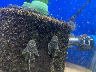 Bushy Nose Plecos