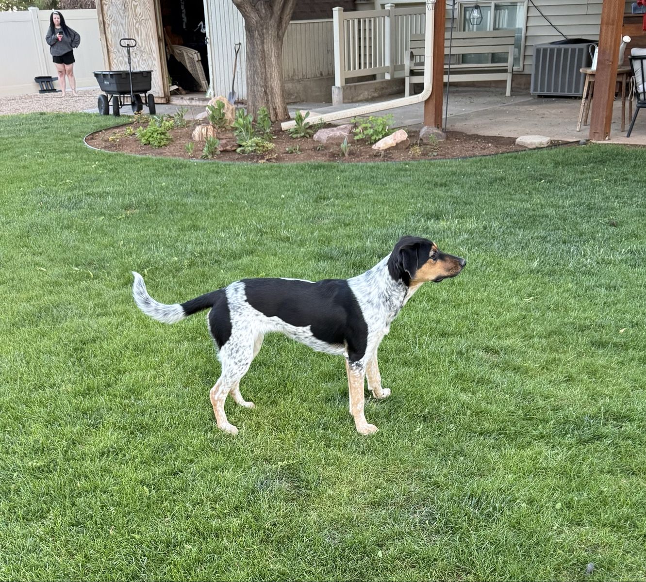 7 month old Heeler/ Shepard mix