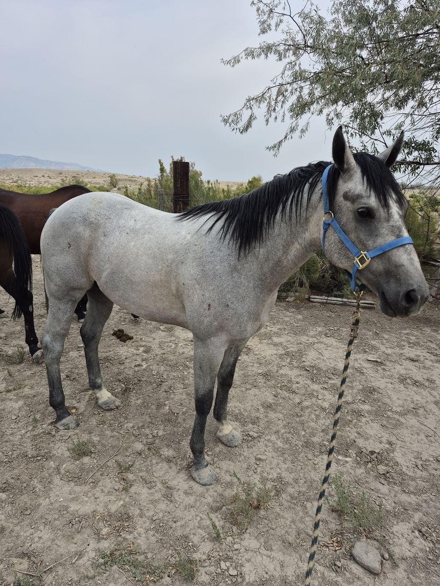 4 year old papered blue roan
