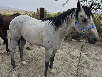 4 year old papered blue roan