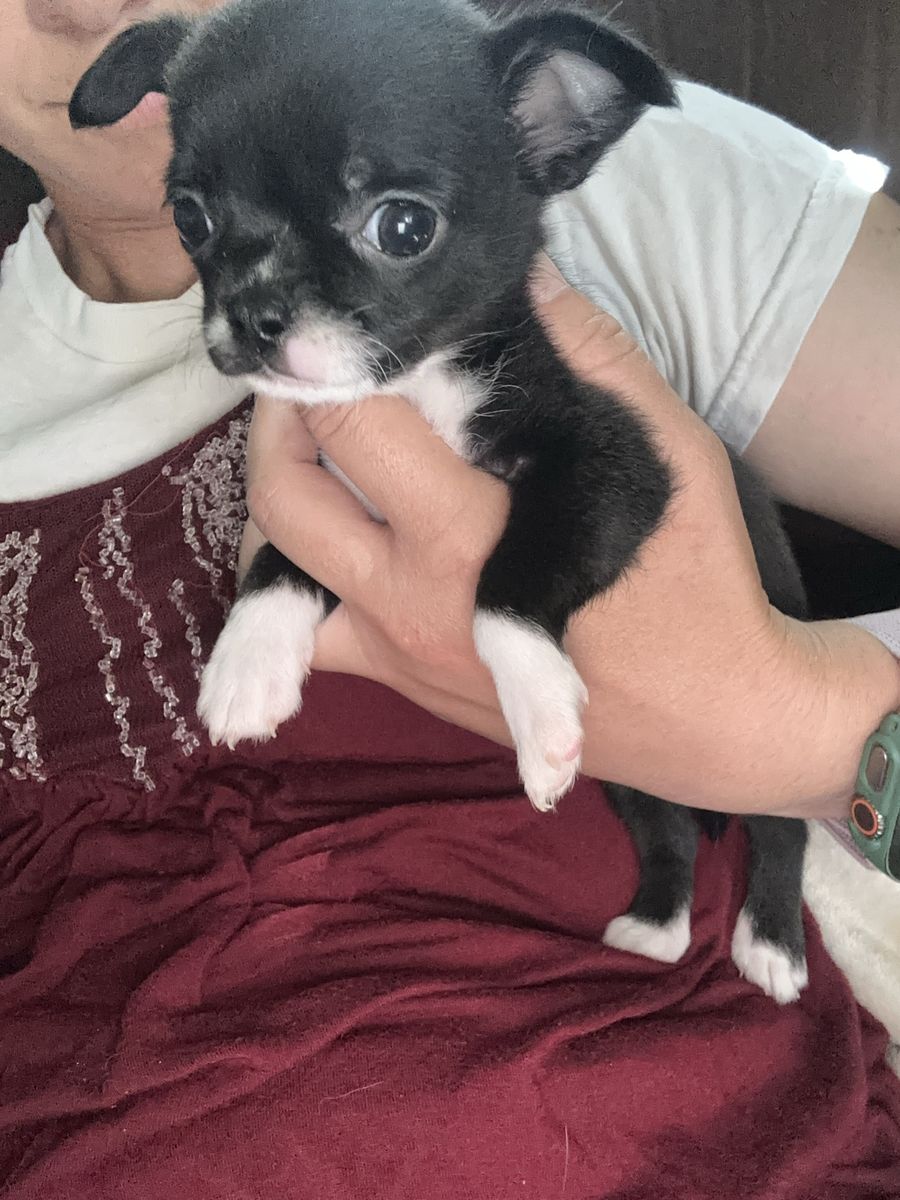 AKC applehead chihuahua puppies