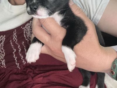 AKC applehead chihuahua puppies