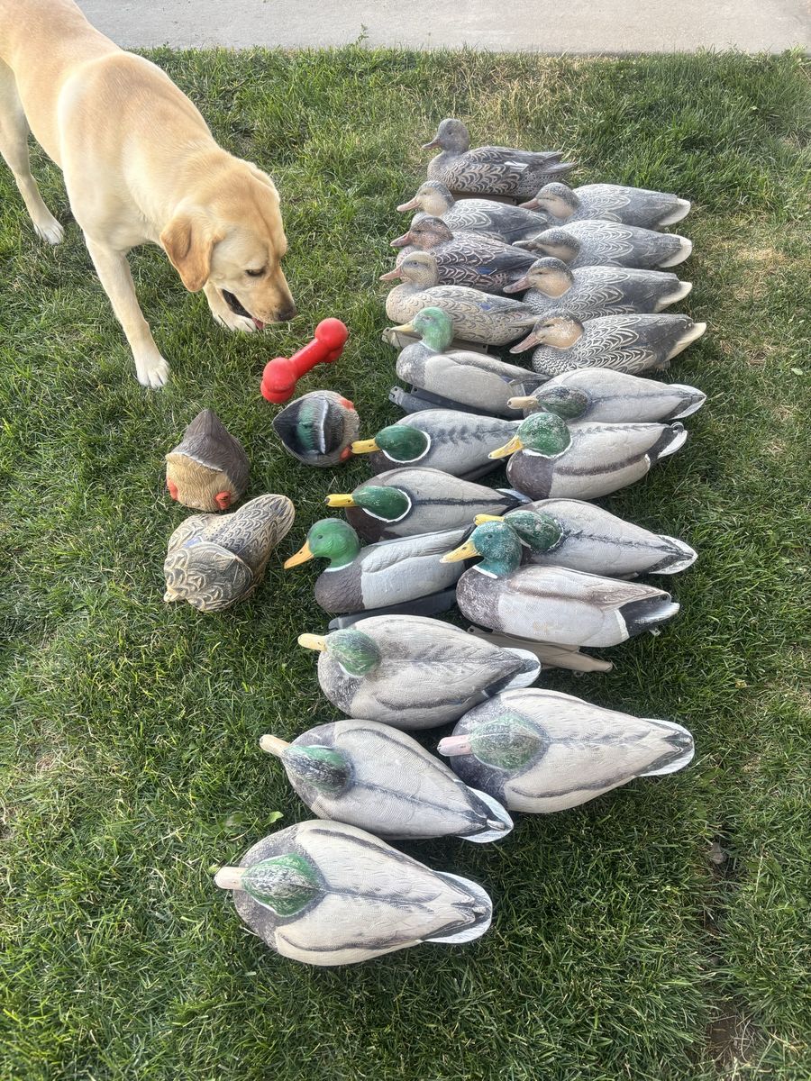 GHG Mallards