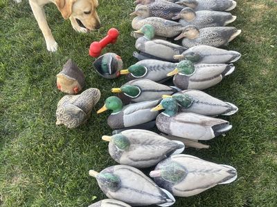 GHG Mallards