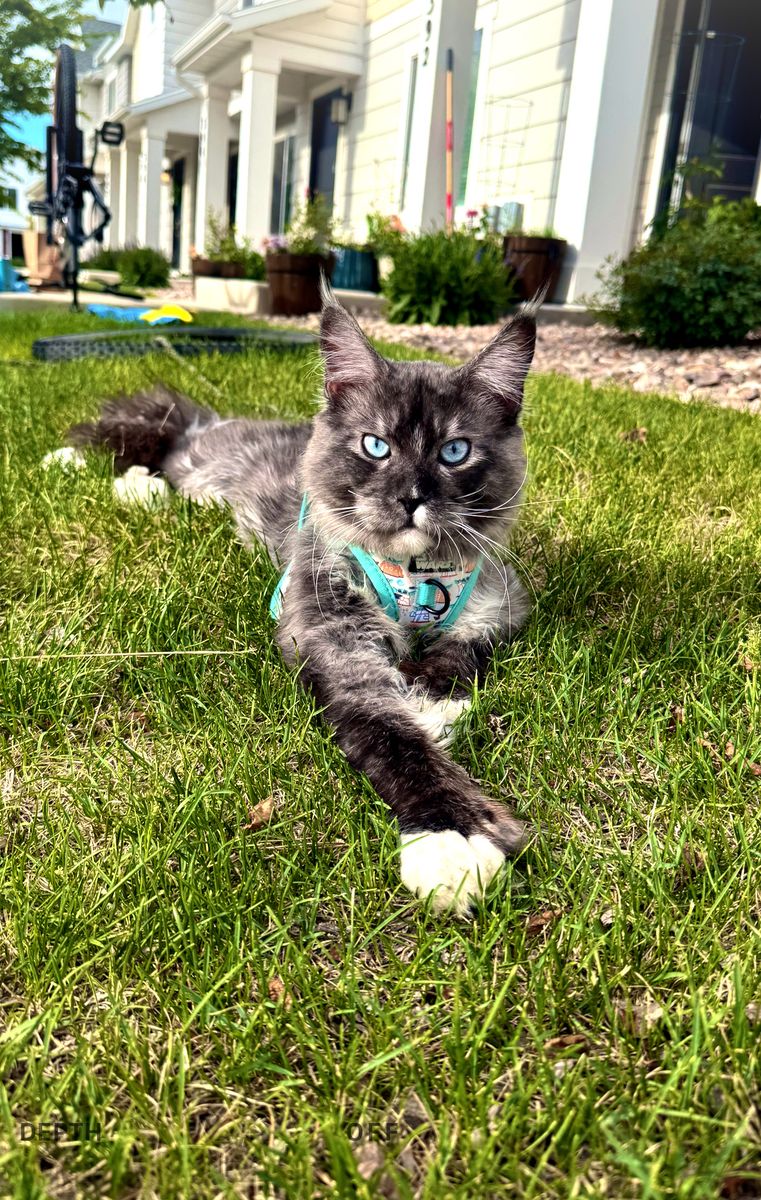 European maine coon stud service polydactyl