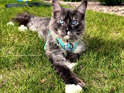 European maine coon stud service polydactyl