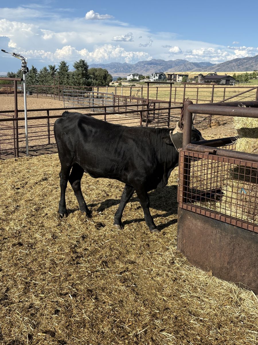 bred corrientee rope heifer