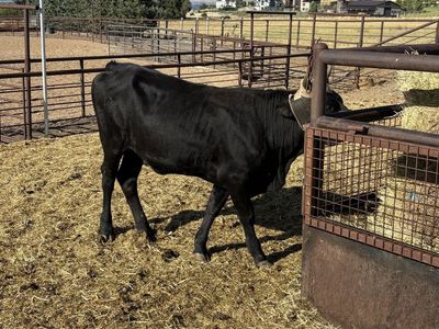 bred corrientee rope heifer