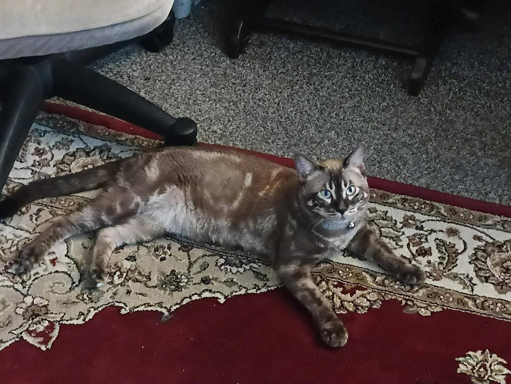 I am saleing my male cat for $400