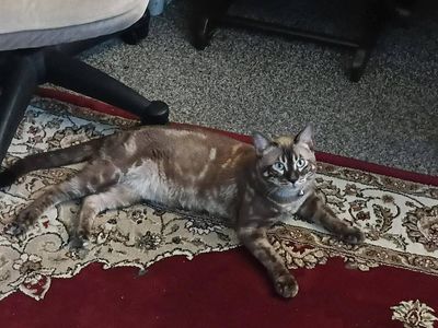 I am saleing my male cat for $400