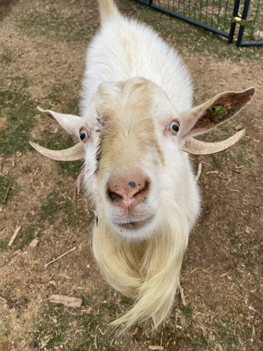 For Sale: Kiko-Mix Buck