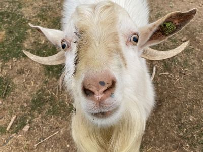 For Sale: Kiko-Mix Buck
