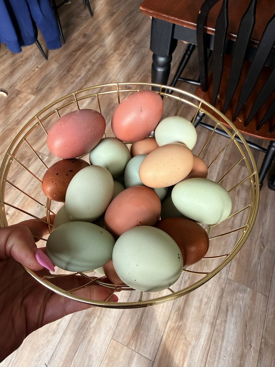 Fresh eggs