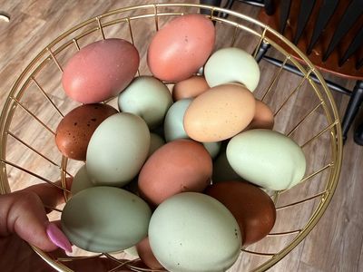 Fresh eggs
