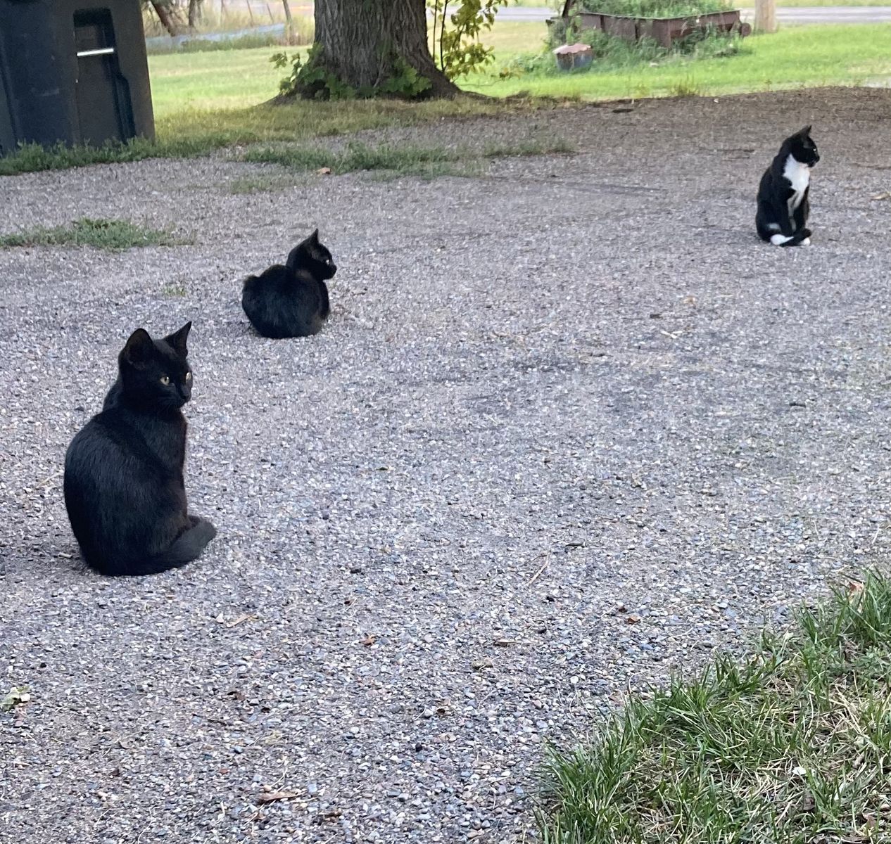 Barn cats