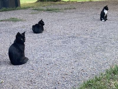 Barn cats