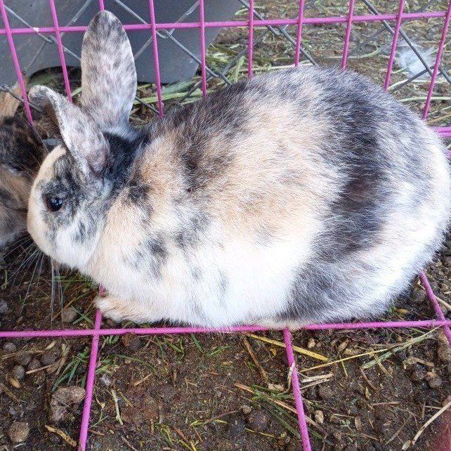 New Zealand/ Rex harlequin buck